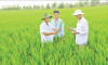 Phát huy vai trò nòng cốt Tổ khuyến nông cộng đồng